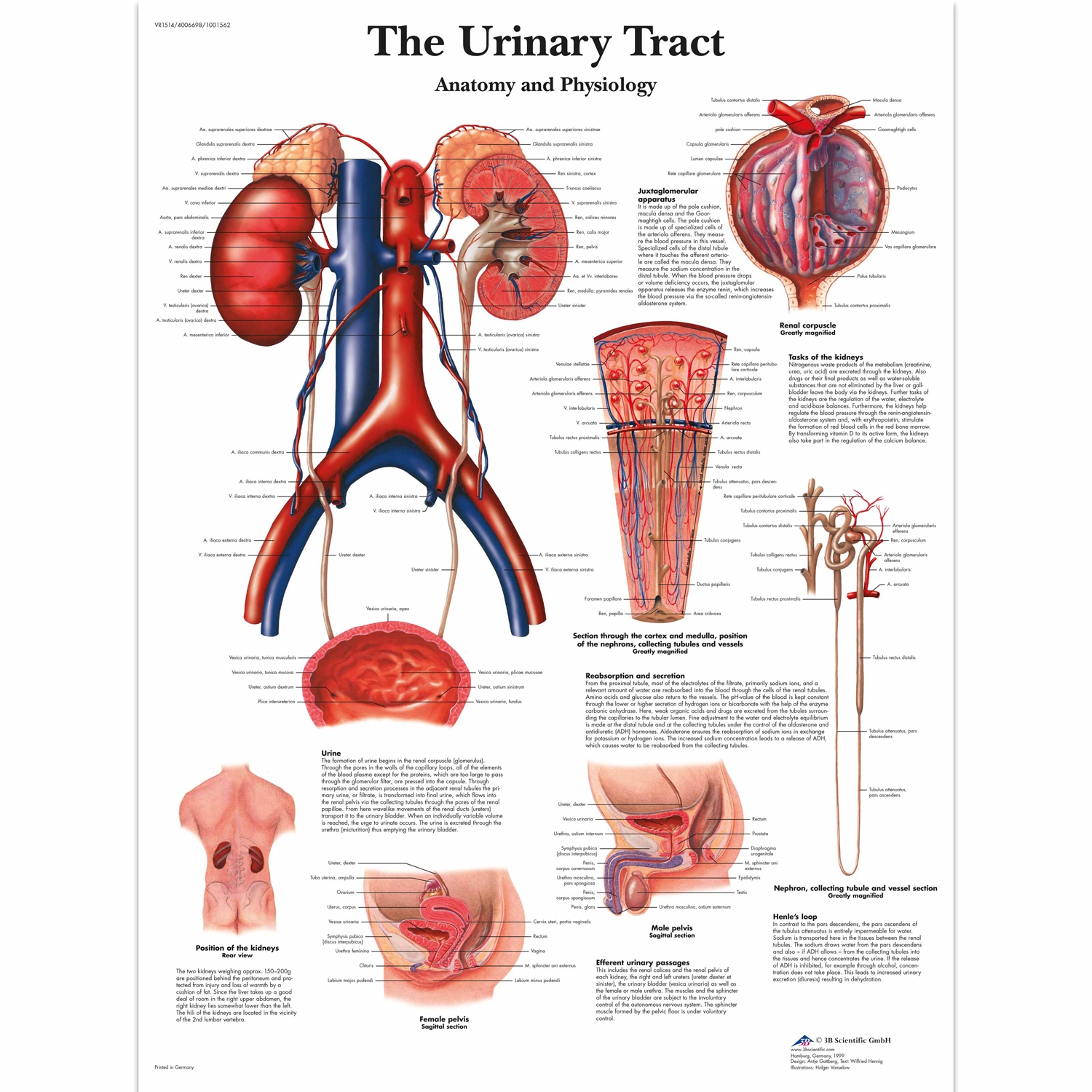 Wandplaat geplastificeerd The Urinary Tract - 50 x 67 cm