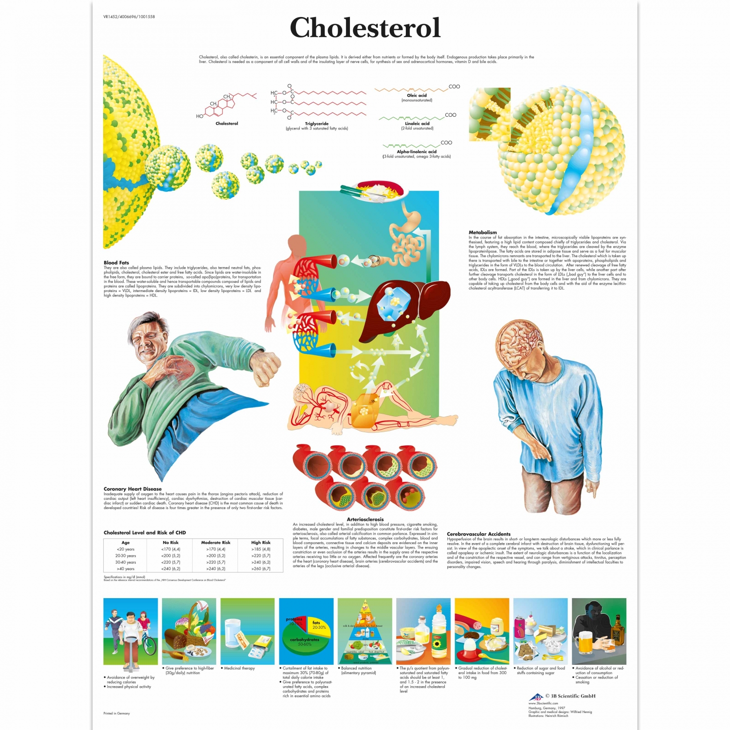 Wandplaat geplastificeerd Cholesterol - 50 x 67 cm