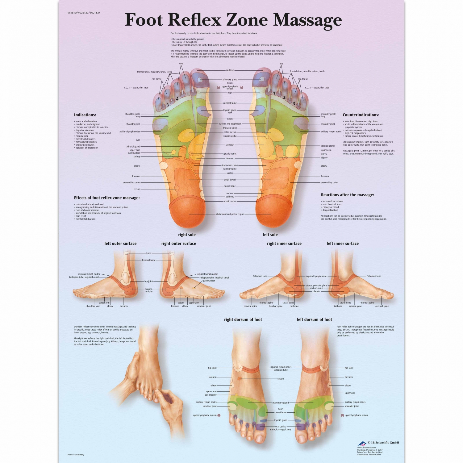 Wandplaat geplastificeerd Foot Reflex Zone Massage - 50 x 67 cm
