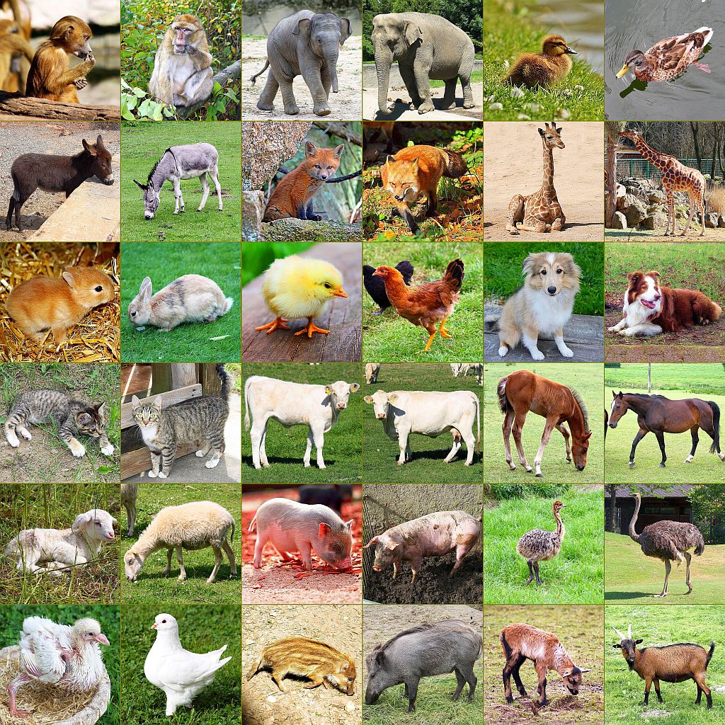 Associatie Memory - dieren - moeder en jong