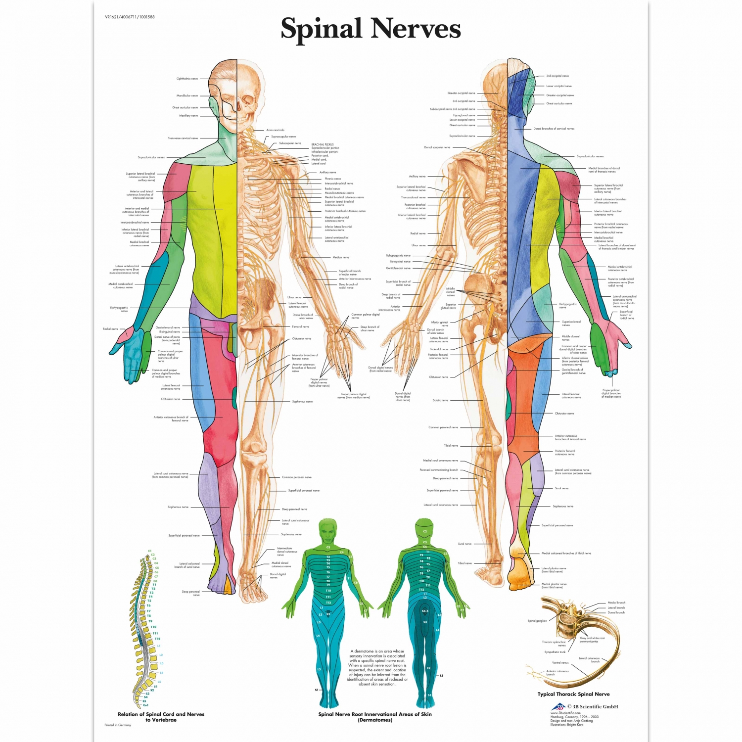 Wandplaat geplastificeerd Spinal Nerves - 50 x 67 cm