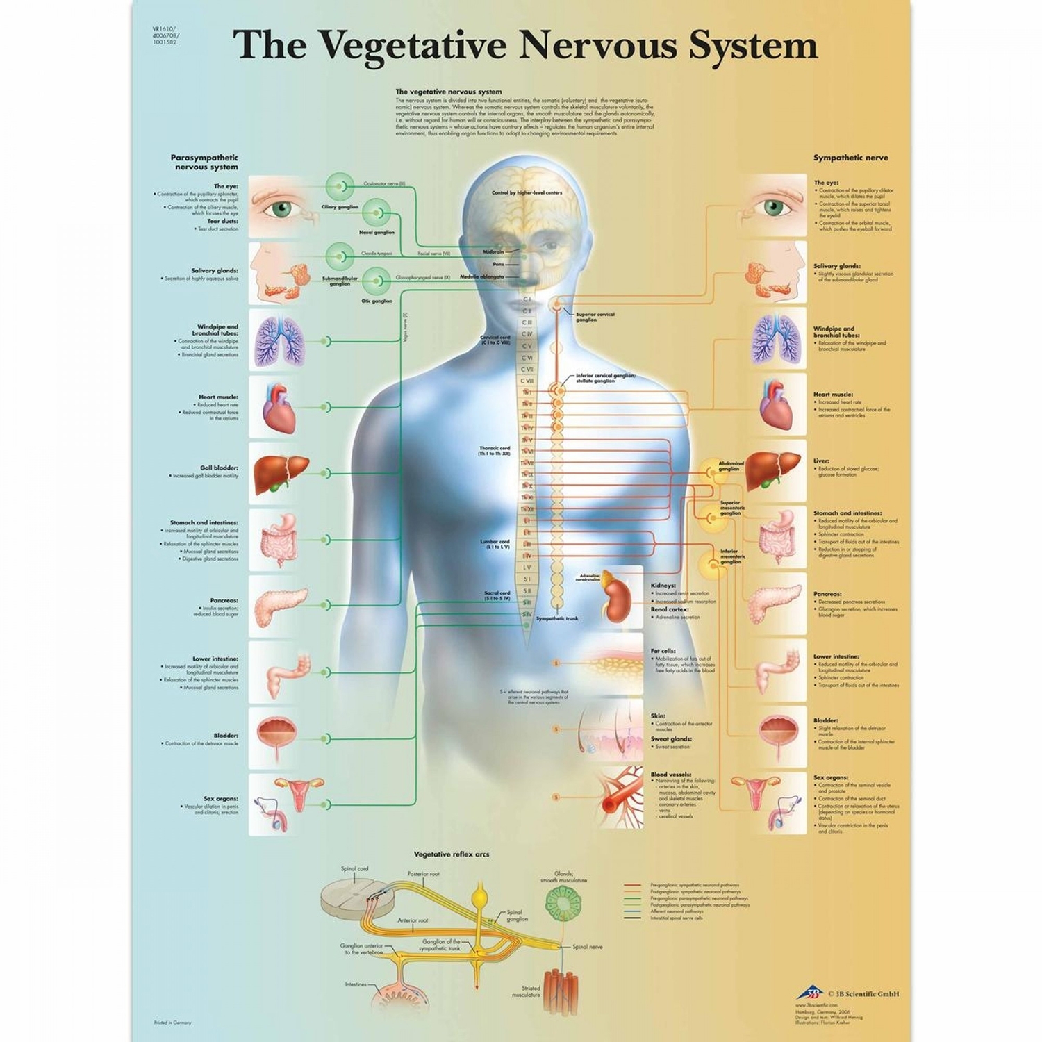 Wandplaat geplastificeerd Vegetative Nervous System - 50 x 67 cm