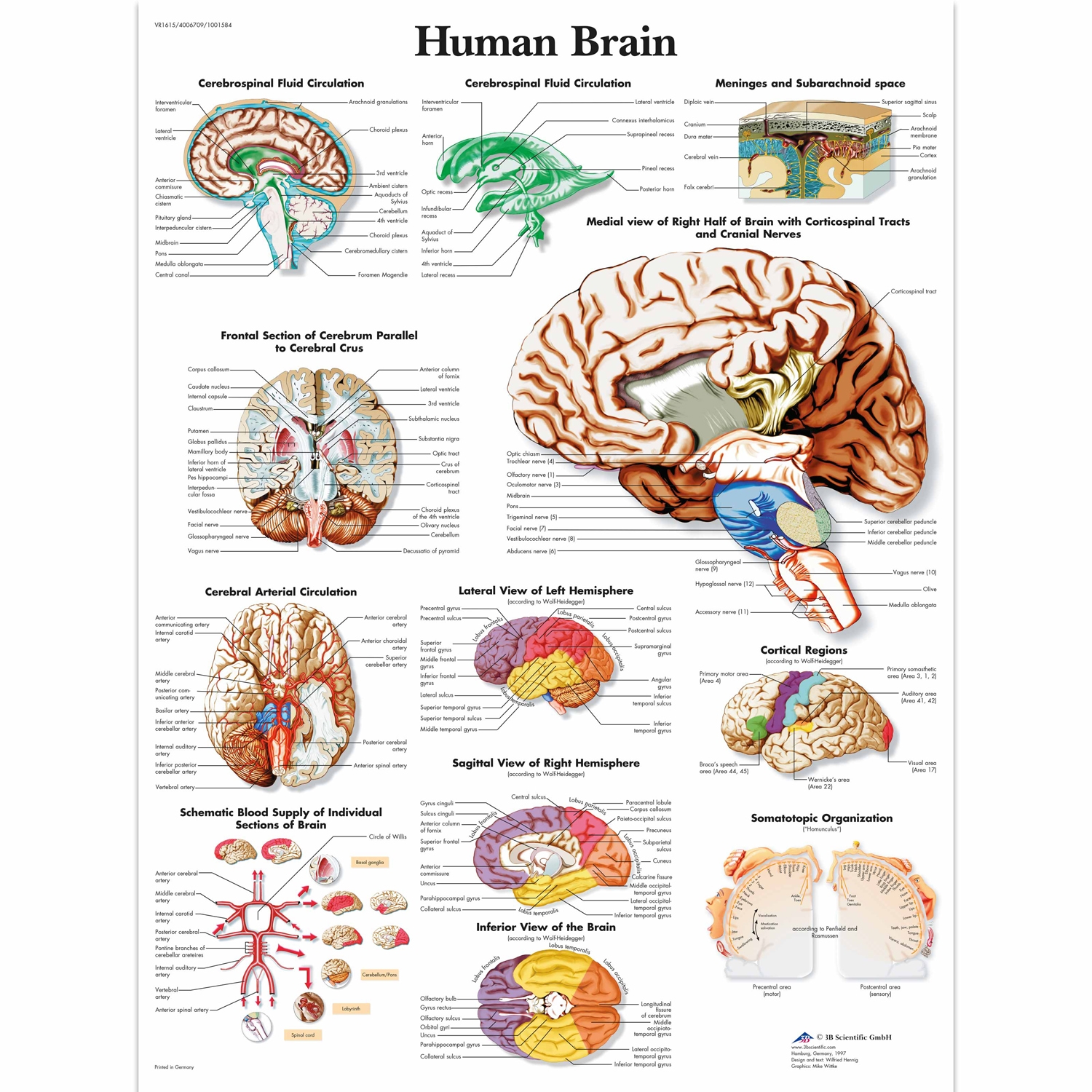 Wandplaat geplastificeerd Human Brain - 50 x 67 cm