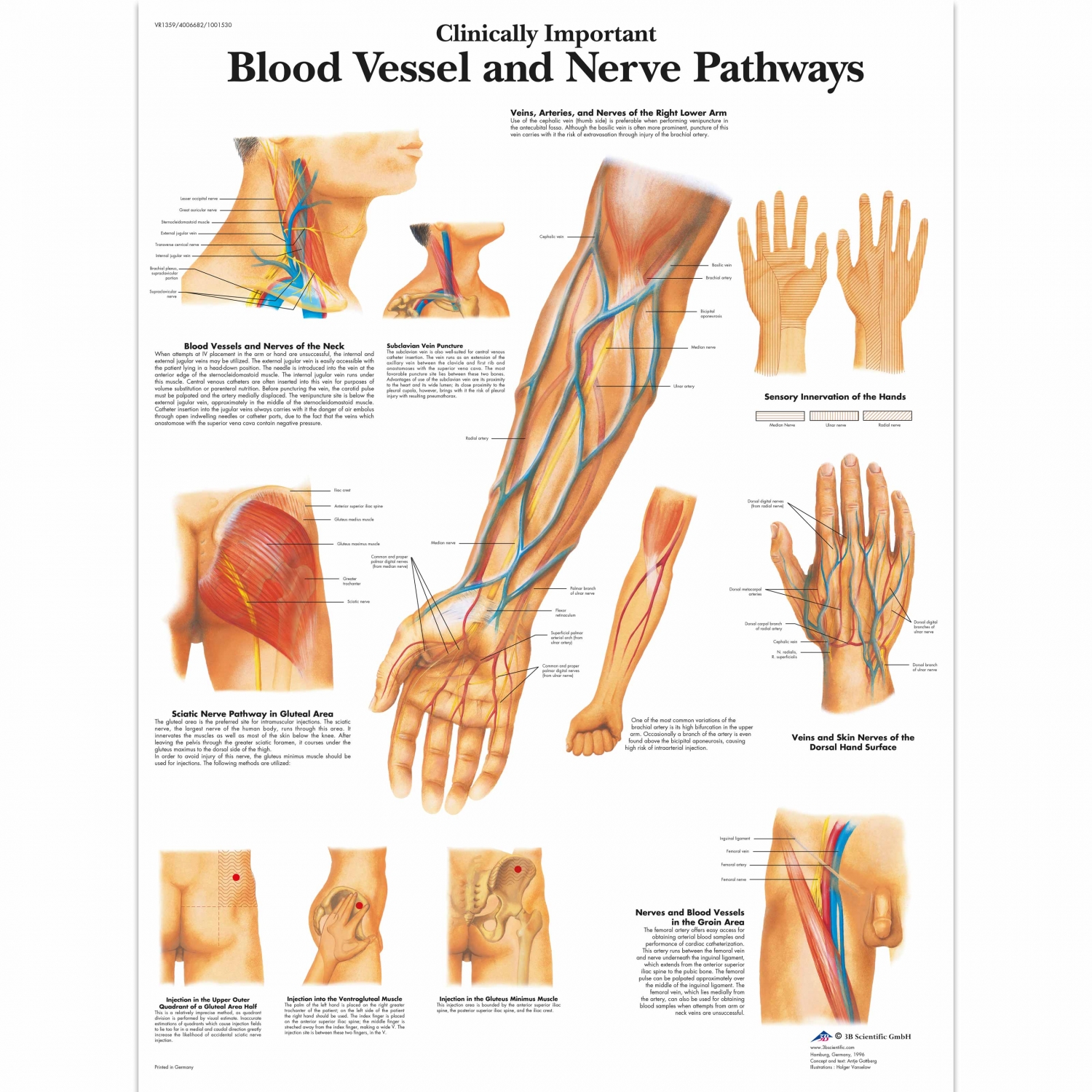 Wandplaat geplastificeerd Blood Vessel, Nerve Pathways - 50 x 67 cm