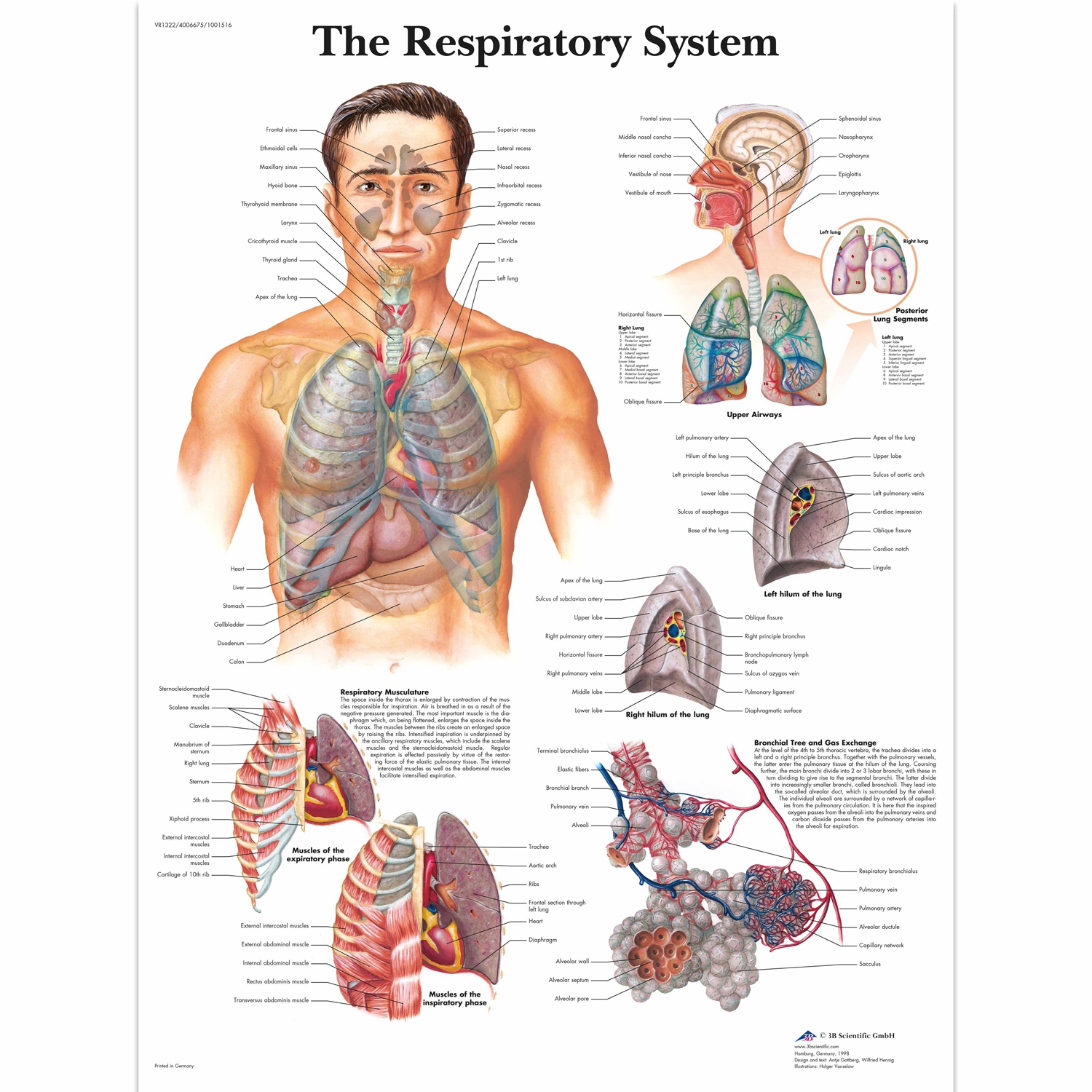Wandplaat geplastificeerd The Respiratory System - 50 x 67 cm