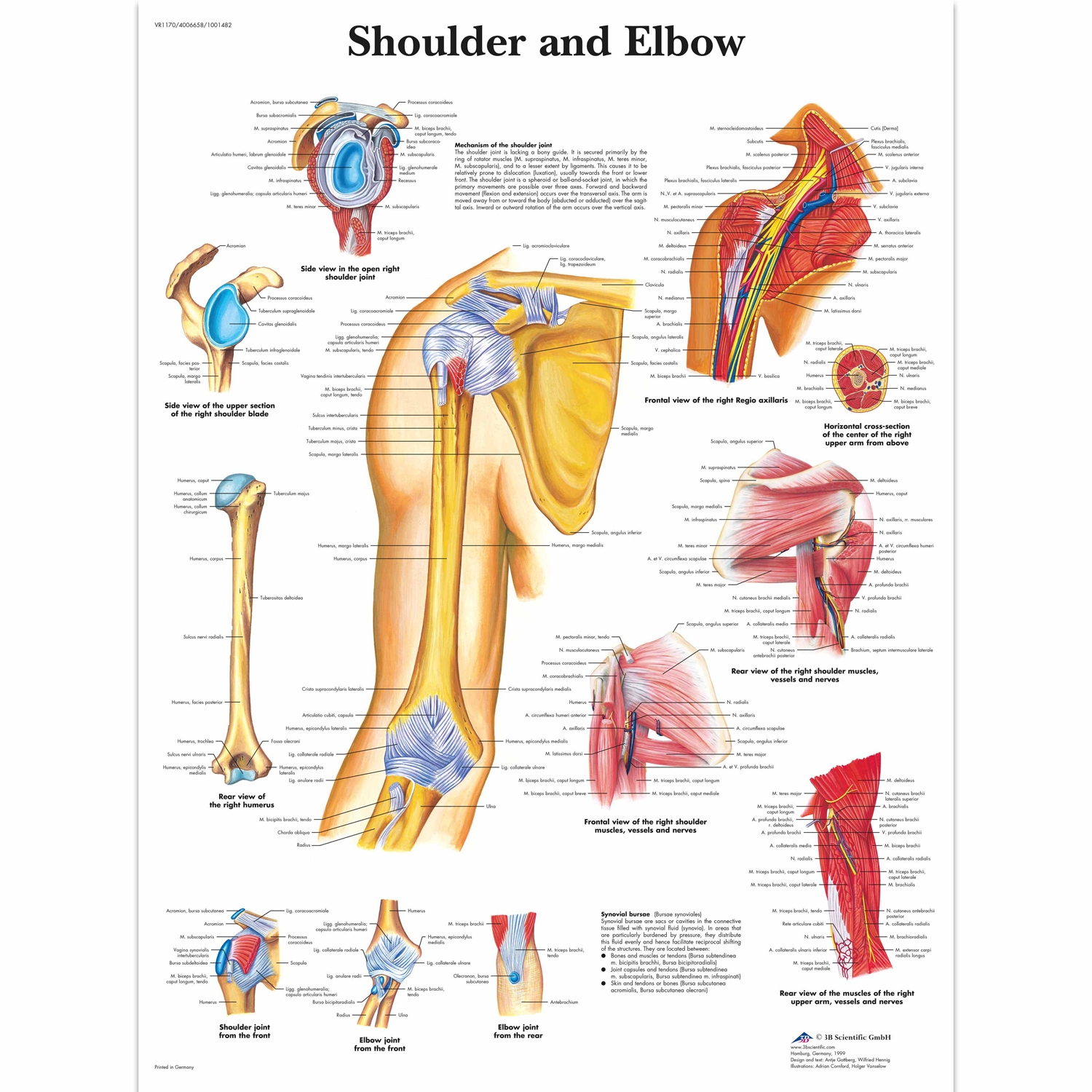 Wandplaat geplastificeerd Shoulder and Elbow - 50 x 67 cm